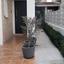 3 bedroom detached house for sale egkomi nicosia 8748676 thumbnail 16554342
