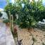 5 bedroom detached house for sale emba paphos 8959286 thumbnail 17780078