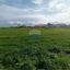 land for sale pervolia larnaca 7931386 thumbnail 14129039