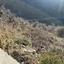 land for sale farmakas nicosia 8194786 thumbnail 13649651