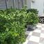 2 bedroom detached house for sale kato lakatamia nicosia 8752496 thumbnail 16503202