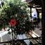 3 bedroom detached house for sale makedonitissa nicosia 1349496 thumbnail 14255137