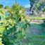 3 bedroom detached house for sale ora larnaca 1683696 thumbnail 4396585