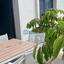 3 bedroom detached house for rent larnaca municipality larnaca 8463796 thumbnail 16307387