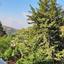 3 bedroom detached house for sale tsada paphos 8529896 thumbnail 15458240