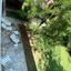 4 bedroom detached house for rent latsia nicosia 1060207 thumbnail 17437836