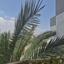 3 bedroom apartment for rent potamos germasogeias limassol 8917307 thumbnail 17583518