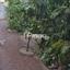 3 bedroom detached house for sale palaiometocho nicosia 1728407 thumbnail 6229355