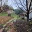3 bedroom detached house for sale choulou paphos 7738507 thumbnail 10203408