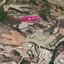 land for sale steni paphos 8396117 thumbnail 14823699