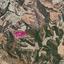 land for sale steni paphos 8396117 thumbnail 14823701