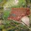 land for sale stroumbi paphos 7513117 thumbnail 16013404