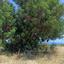 plot for sale neo chorio paphos 8237417 thumbnail 14228820