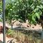 plot for sale neo chorio paphos 8237417 thumbnail 14228826