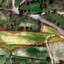 plot for sale tsada paphos 8231917 thumbnail 14234665
