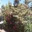 4 bedroom detached house for sale mouttagiaka limassol 8869027 thumbnail 17190064