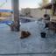 4 bedroom detached house for rent pachna limassol 1075227 thumbnail 14916918