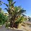 4 bedroom detached house for sale larnaca municipality larnaca 1840227 thumbnail 6573993