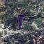 land for sale asgata limassol 1838327 thumbnail 6541101
