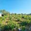 land for sale ineia paphos 8957327 thumbnail 17771939