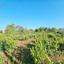 land for sale ineia paphos 8957327 thumbnail 17771940