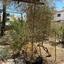 plot for sale pano lakatamia nicosia 1823427 thumbnail 6376896