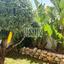 3 bedroom detached house for sale agrokipia nicosia 1205627 thumbnail 10493027