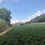 land for sale kannaviou paphos 946137 thumbnail 15598858
