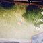 plot for sale latsia nicosia 1786637 thumbnail 16174752