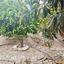 2 bedroom bungalow for sale tala paphos 1787737 thumbnail 5432131
