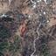 316 SQM Land for sale in Pano Pyrgos, Nicosia thumbnail 15664155