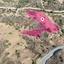17726 SQM Land for sale in Pano Pyrgos, Nicosia thumbnail 15869762
