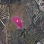 land for sale kalo chorio oreinis nicosia 1650157 thumbnail 5665873