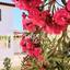 2 bedroom semi detached house for rent meneou larnaca 8863257 thumbnail 17373231