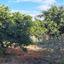 4 bedroom detached house for sale pera orinis nicosia 1506357 thumbnail 16252033