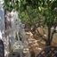 4 bedroom detached house for sale agios georgios limassol limassol 8740757 thumbnail 16385683