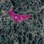 land for sale kampos nicosia 7872067 thumbnail 11384015