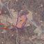 land off market kelokedara paphos 8630167 thumbnail 17011503