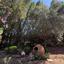 4 bedroom detached house for rent aphrodite hills paphos 8611767 thumbnail 15877722