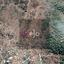 land for sale pigenia nicosia 8274867 thumbnail 15155851