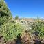 4 bedroom detached house for rent choletria paphos 1566277 thumbnail 16578678