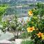4 bedroom detached house for rent choletria paphos 1566277 thumbnail 16578688