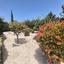 3 bedroom bungalow for sale chlorakas paphos 8670377 thumbnail 16030722