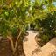 4 bedroom detached house for rent meneou larnaca 8693377 thumbnail 16179605