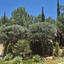 4 bedroom detached house for sale aphrodite hills paphos 7546477 thumbnail 13531965