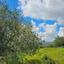 land for sale drynia paphos 7839477 thumbnail 15596646