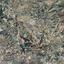 land for sale kallepeia paphos 1873577 thumbnail 6950638