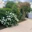 3 bedroom detached house for rent makedonitissa nicosia 8716677 thumbnail 17273916