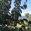 6 bedroom detached house for sale pomos paphos 1684877 thumbnail 4406729