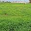 land for sale avgorou famagusta 7543187 thumbnail 9479804